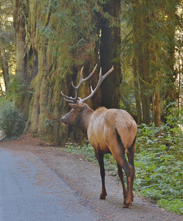 bull elk on road